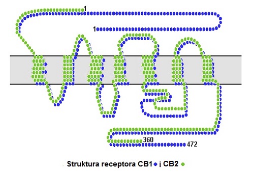 Struktura receptorów CB1 i CB 2